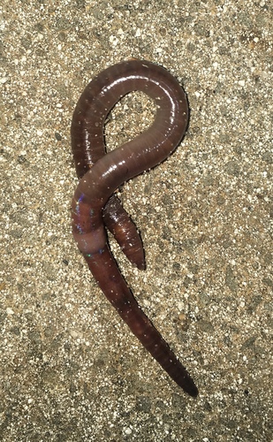 Amynthas rodericensis