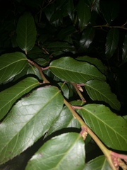 Leucothoe