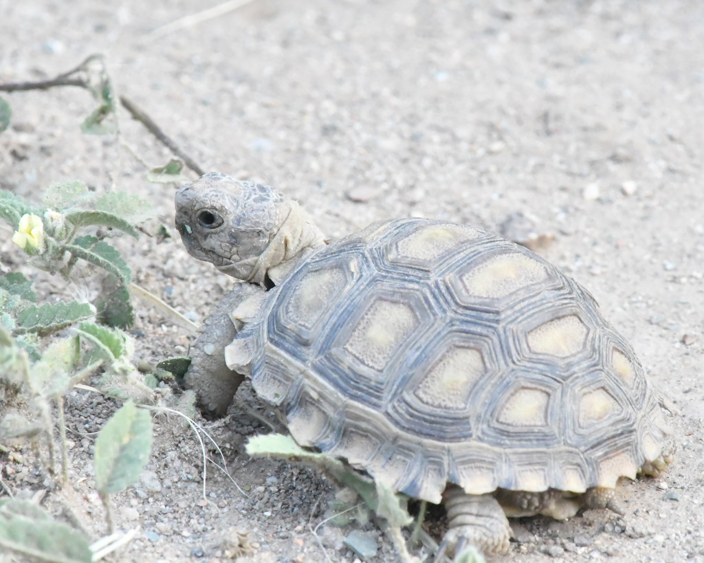 Chaco Tortoise in March 2019 by silviolamothe. Juvenil · iNaturalist