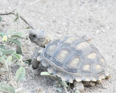Chelonoidis chilensis