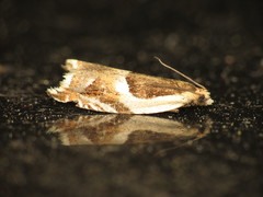 Ancylis badiana
