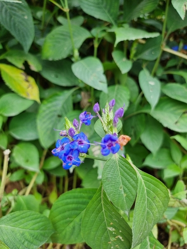 Eranthemum pulchellum