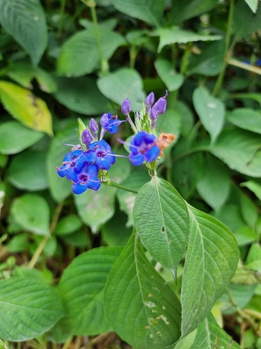 Eranthemum pulchellum
