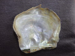Pinctada