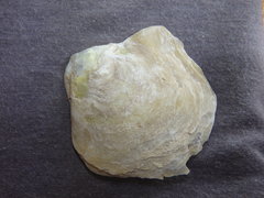 Pinctada
