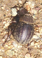 Phyllophaga lanceolata