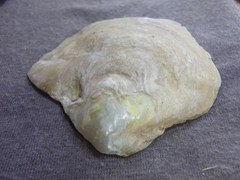 Pinctada