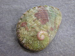 Haliotis coccoradiata