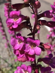 Penstemon bicolor roseus