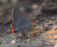 Bibasis mahintha