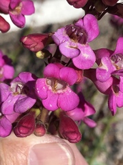 Penstemon bicolor roseus