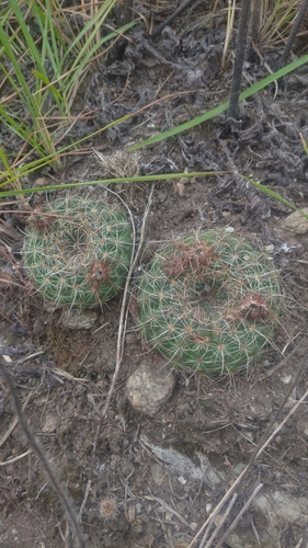 Image of Parodia concinna by (c) Andres Cavallo, some rights reserved (CC BY)