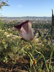 Calochortus