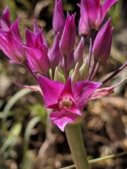 Allium peninsulare