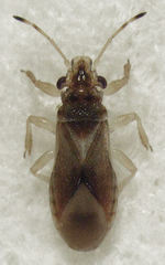 Thaumastocoris peregrinus