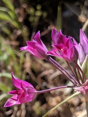 Allium peninsulare