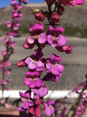 Penstemon bicolor roseus