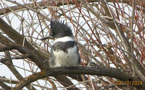 Belted Kingfisher photographed in Idaho