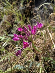 Allium peninsulare