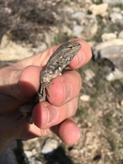 Sceloporus graciosus graciosus