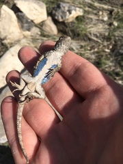 Sceloporus graciosus graciosus