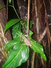 Phricta spinosa