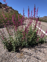 Penstemon bicolor roseus