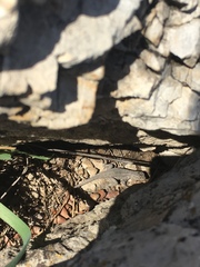 Sceloporus graciosus graciosus