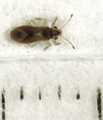 Thaumastocoris peregrinus