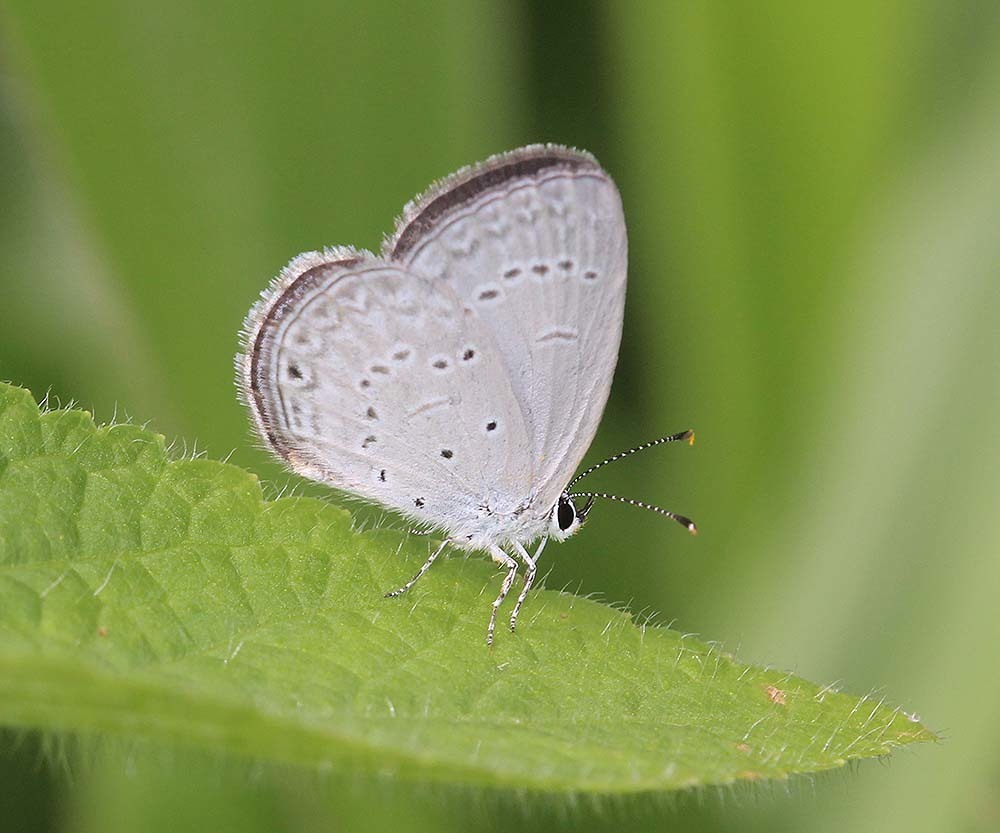 Bothrinia