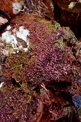 Cribraria purpurea
