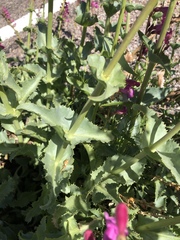 Penstemon bicolor roseus
