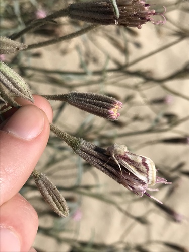 Spanish Needles Flower Moth