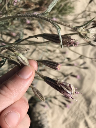 Spanish Needles Flower Moth photo 3