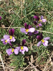 Viola beckwithii