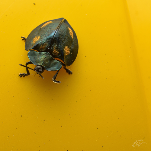 Stolas oblita