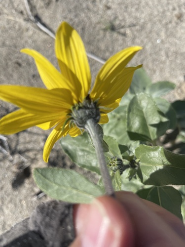 Foto de Mini girassol