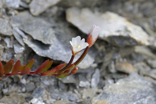 Epilobium hectorii (Epilobium hectorii)
