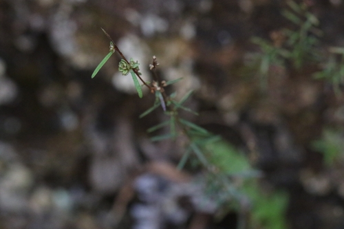 Image of Baeckea frutescens by no rights reserved