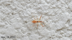 Epidaus tuberosus
