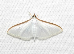 Palpita margaritacea