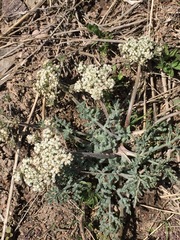 Lomatium nevadense