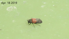 Dermestes vorax