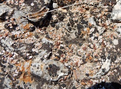 Psora pseudorussellii