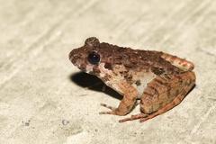 Finch's Wart Frog photo 3
