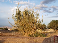 Arundo donax
