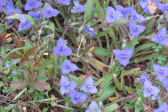 Tradescantia subacaulis