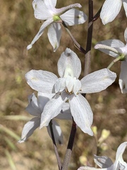 Delphinium gypsophilum
