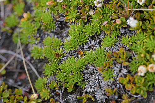Abrotanella inconspicua (Abrotanella inconspicua)