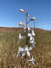 Delphinium gypsophilum